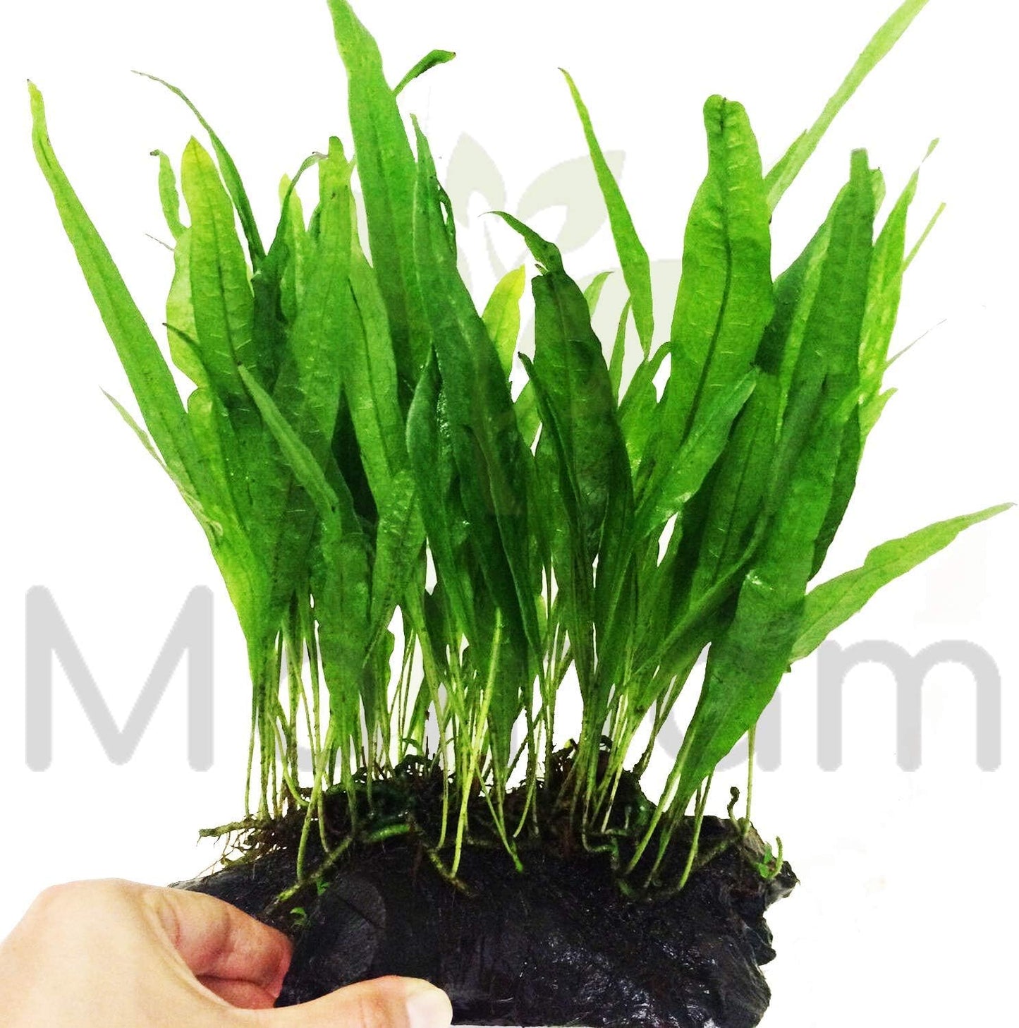 Mainam Java Fern on Driftwood (5-6 Inch) | Microsorum Pteropus Freshwater Easy Low Light Live Aquarium Plant Decorations 3 Days Guarantee