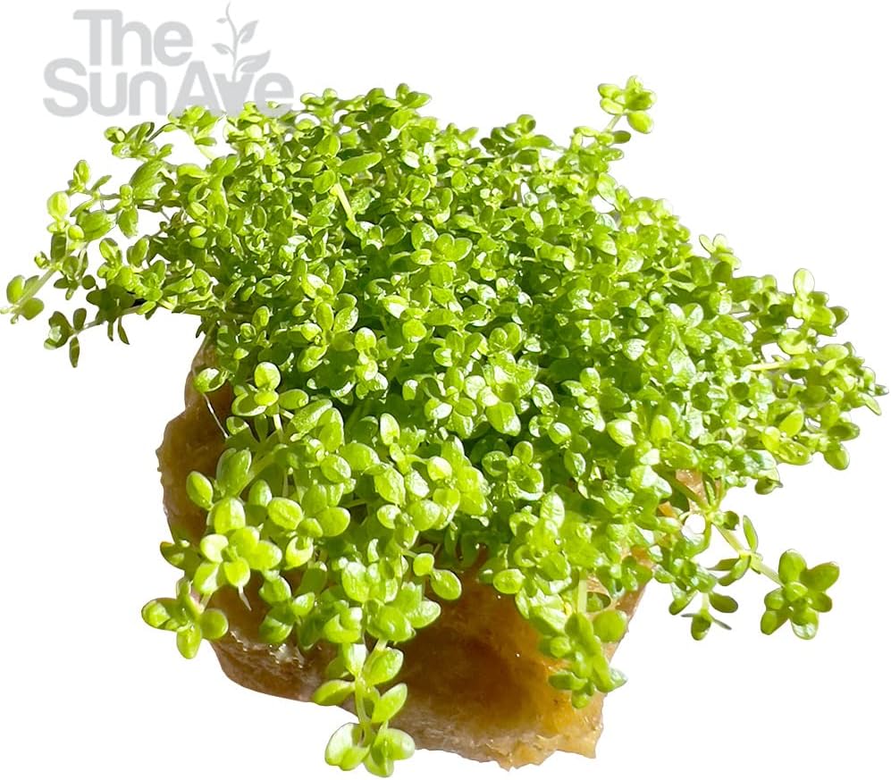 Dwarf Baby Tears Hemianthus Callitrichoides HC Live Aquarium Plants Freshwater Fish Tank