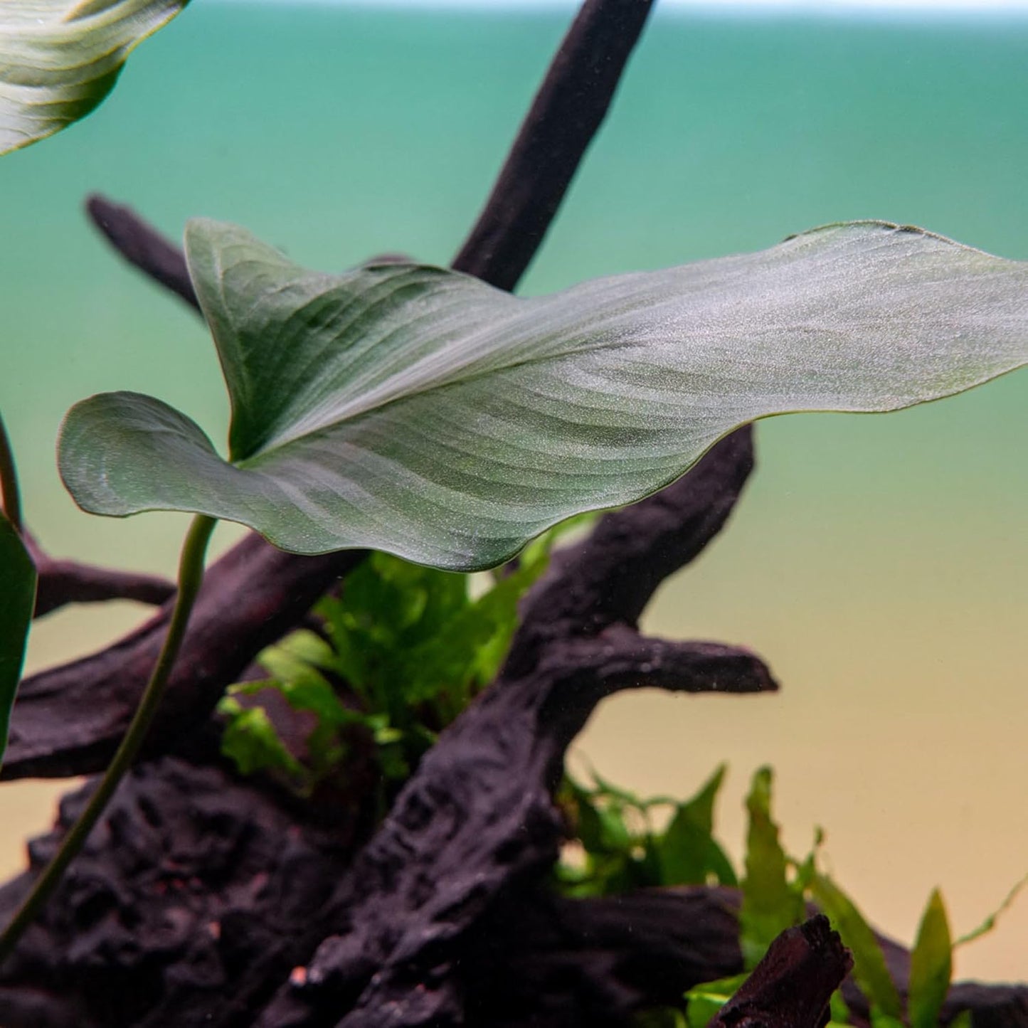 Live Plants – Anubias Hastifolia (Anubias hastifolia) – Low to Moderate Light, Medium to Dark Green Arrow-Shaped Leaves, Midground to Background Tank Placement - Pot, 3 Pack