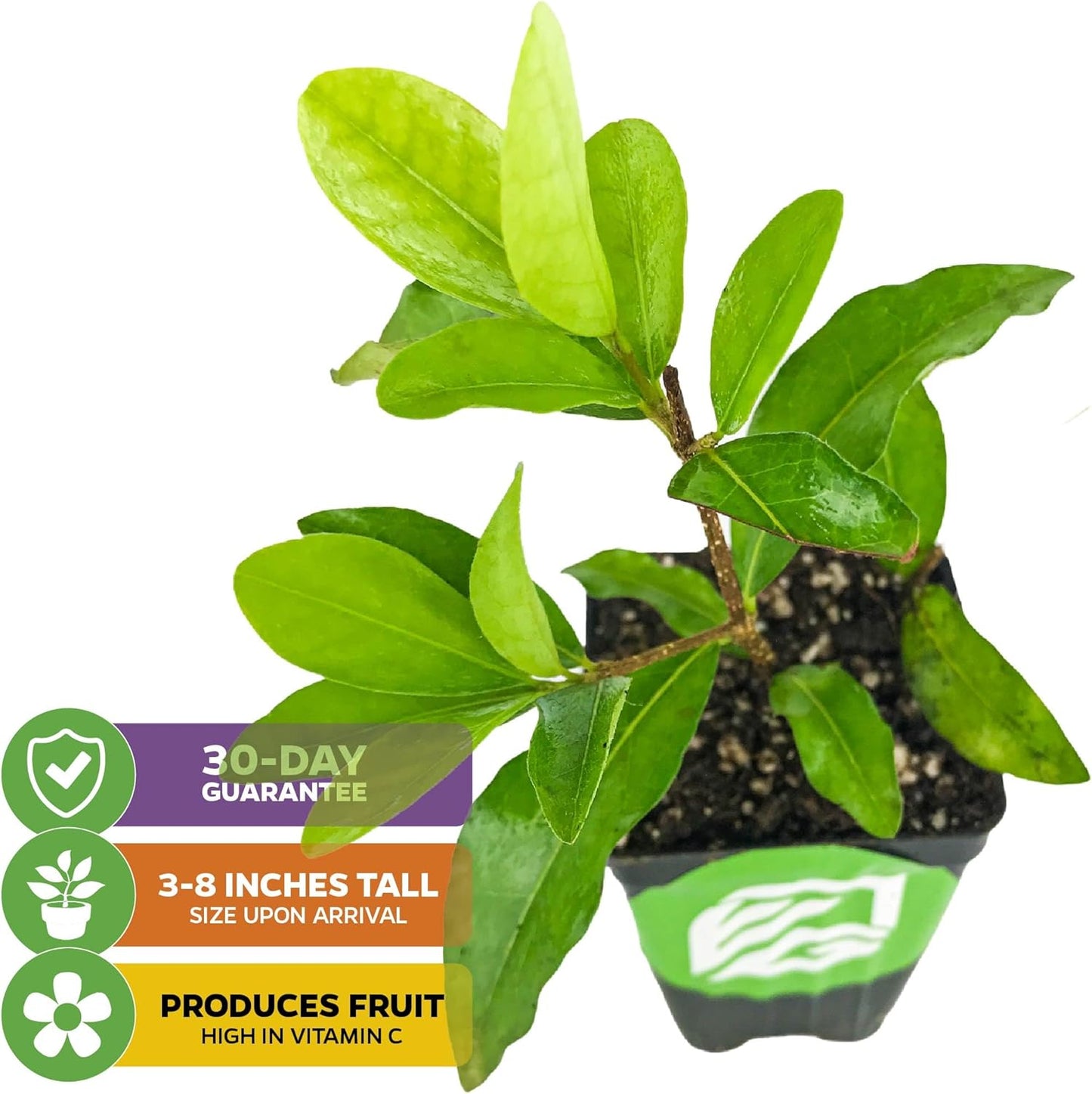 Barbados Cherry Live Plant (Acerola/Wild Crapemyrtle) - Malpighia emarginata - Wellspring Gardens Starter Plant - Healthy Live Plant - Compact Size Fresh Fruit, Ideal for Gardens & Containers