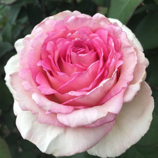 Heirloom Roses Rose Plant - Eleganza® Pink Enchantment® Pink Rose Bush, Hybrid Tea Live Plant for Planting Outdoors