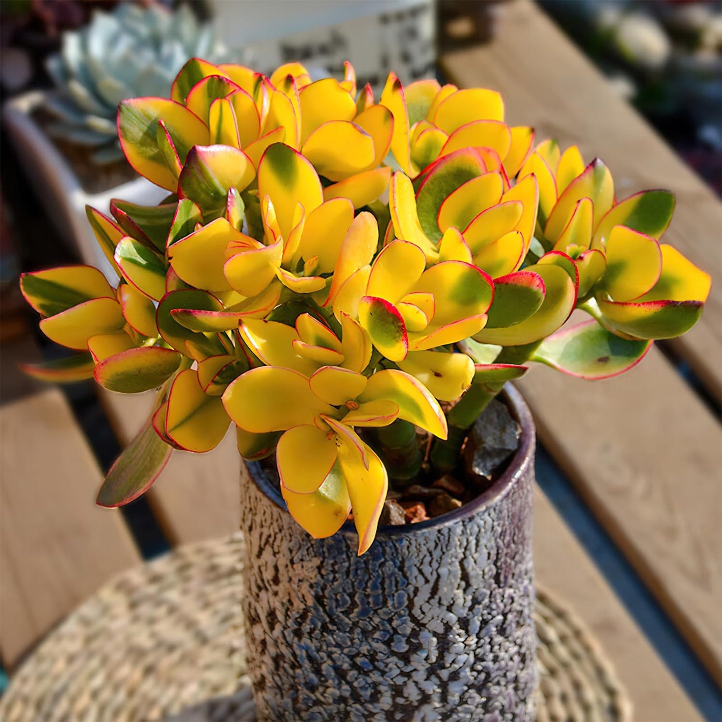 Golden Jade with White Stripe Pot, Live Crassula Ovata 'Hummel Sunset' Succulent, Rare Cute Plant, Home Office Décor