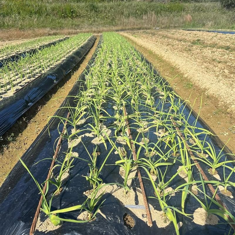 1 Pound Garlic for Planting in Fall Softneck, 8Carlifornia Solfneck Garlic Bulbs for Planting, Fresh and High Yield Bulb Variety Pack, Hardy and Fast Growing