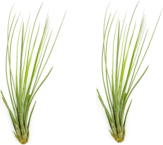 Air Plants - Tillandsia Juncea, Jumbo 8-12" - 2ct - Live Arrival Guaranteed - House Plants for Home Decor & Gift