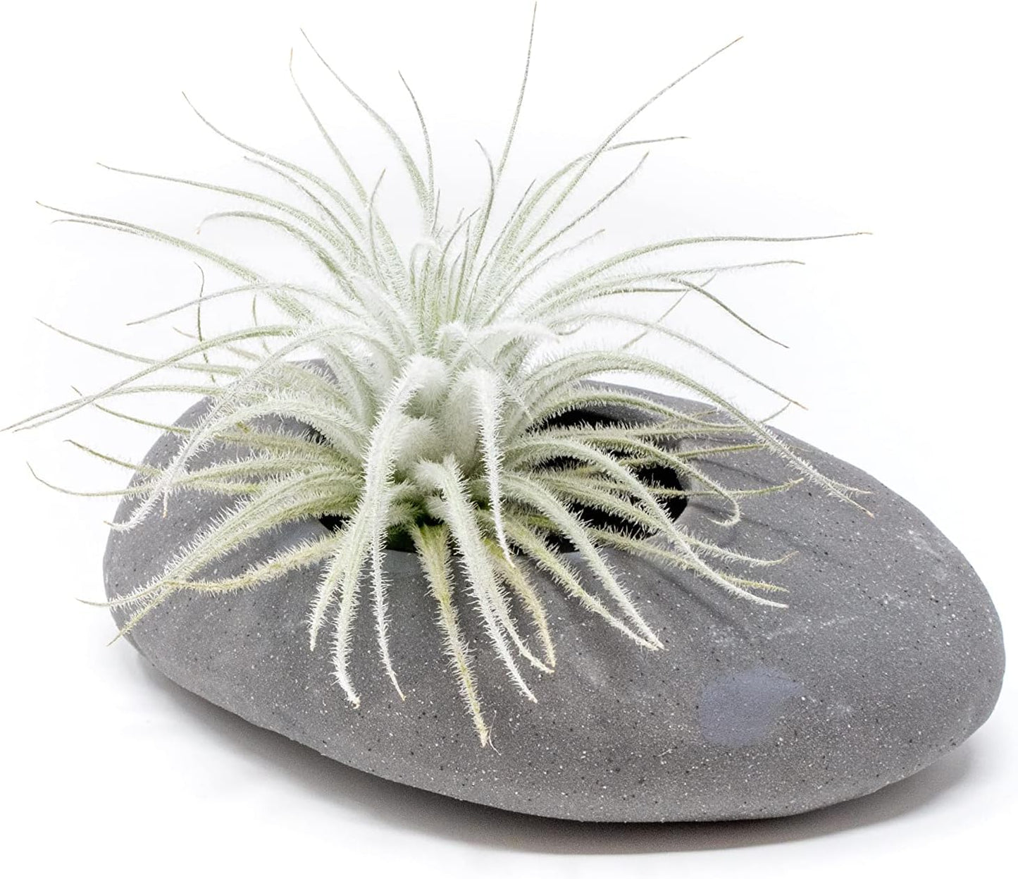 Air Plant Shop 10 Pack Rare Tectorum Ecuador Air Plants - Unique, Bright White, Nursery-Grown Tillandsia House Plant with Fuzzy Trichomes for Terrariums, Driftwood & Living Walls - Wholesale