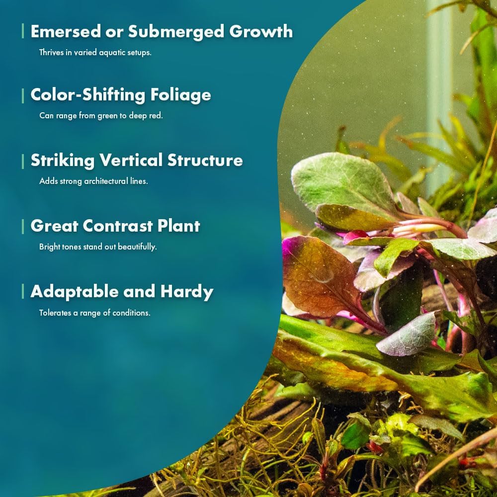 Live Plants - Cardinal Flower (Lobelia cardinalis) - Moderate to High Light Aquarium Display, Bright Green Accent, Midground Placement for Aquascaping, Stem Aquatic Plant - Pot