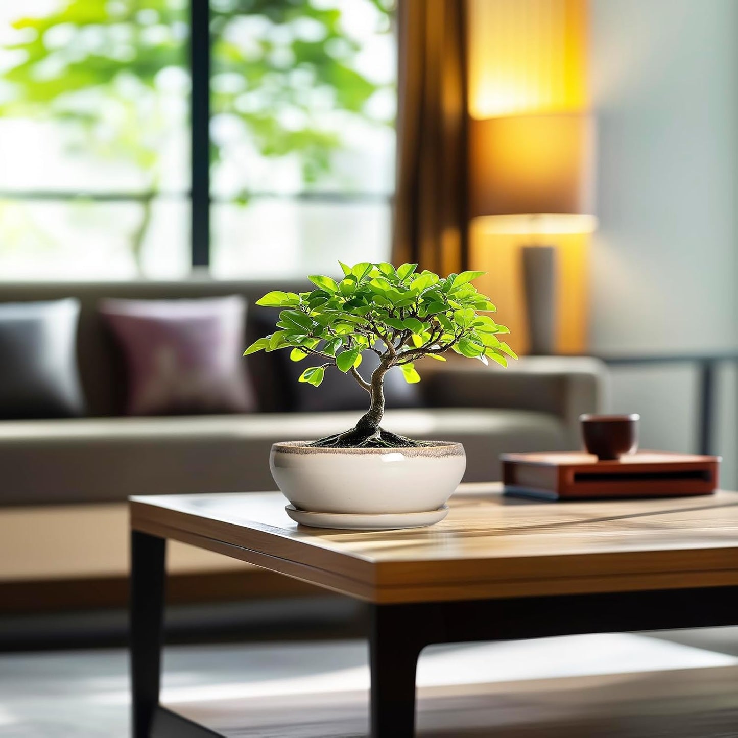 SQOWL Small Bonsai Pots - 6 Inch Ceramic Plant Pots for Succulents, Shallow Planter with Drainage Hole and Saucer, Round Planters for Indoor Outdoor Cactus Plants, House Decor, Birthday Gifts, Beige