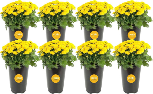 Costa Farms Live Flowering Plants, Yellow Mums (Pack of 8), Mini Chrysanthemum Houseplant, Ships in Bud Form, Potted in Grower Pot, 11-Inches Tall
