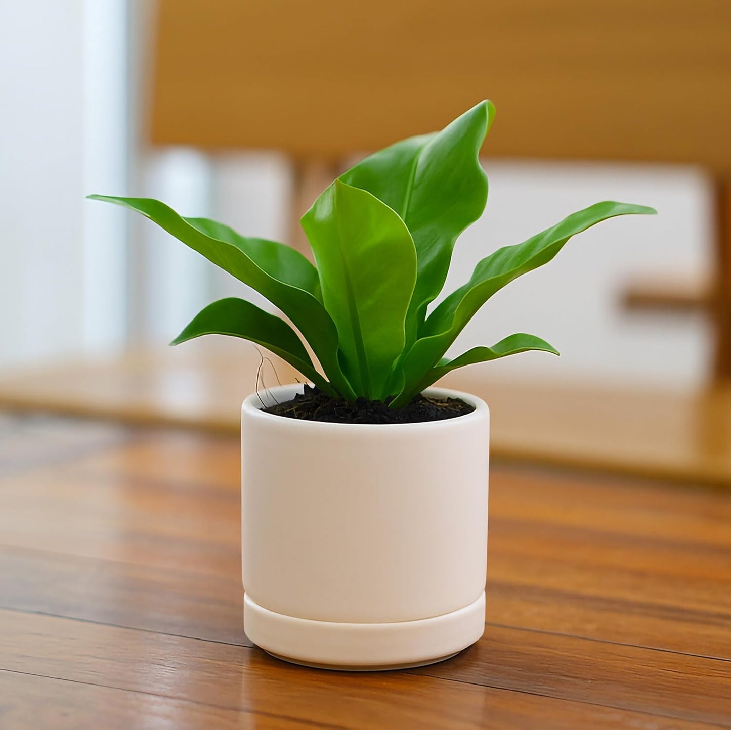 D'vine Dev 3.5 Inch Ceramic Planter Pot with Drainage Hole and Saucer, Indoor Cylinder Round Planter Pot, Oatmeal, 94-O-A-8