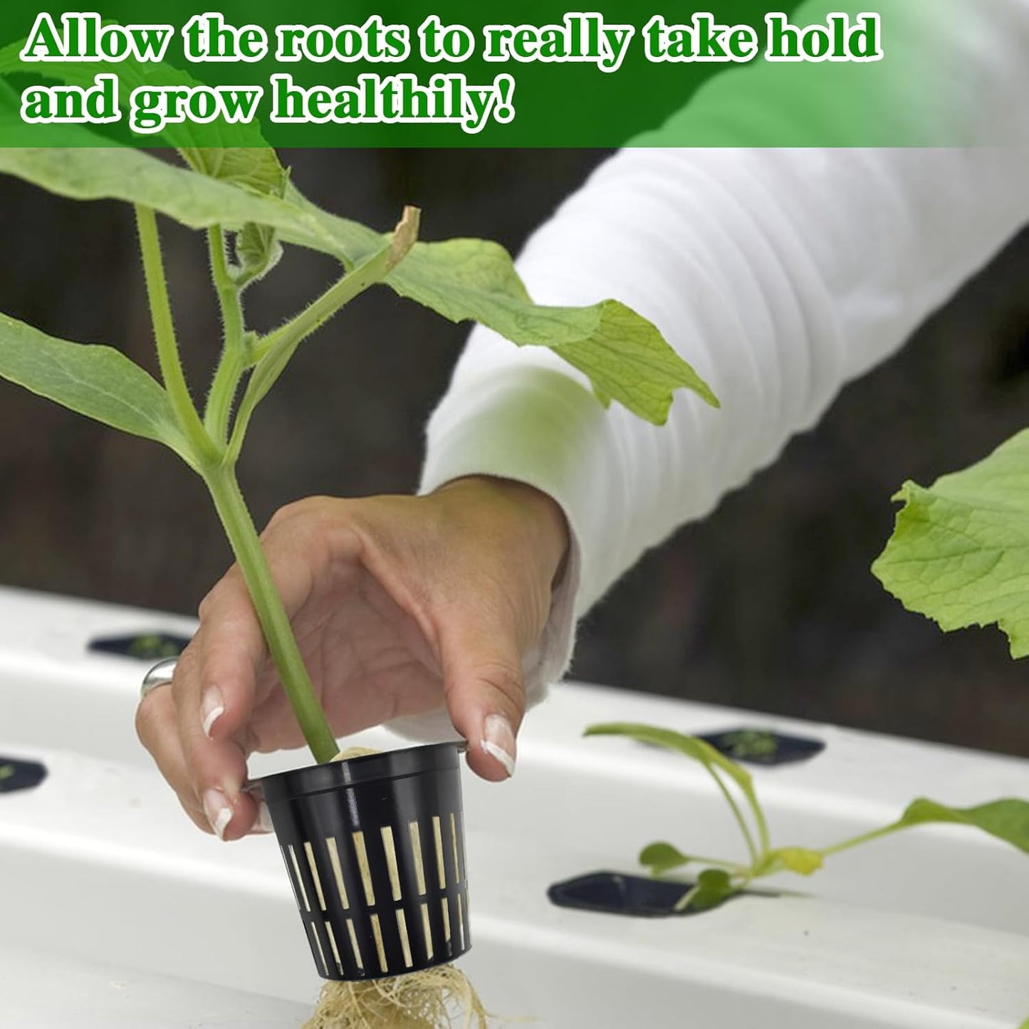 Halatool 72PCS 1.2 Inch Rockwool Cubes with 56PCS 2 Inch Net Cups for Hydroponics Great Kratky Hydroponics Kit for Soilless Cultivation Cloning Plants Growing Seeds