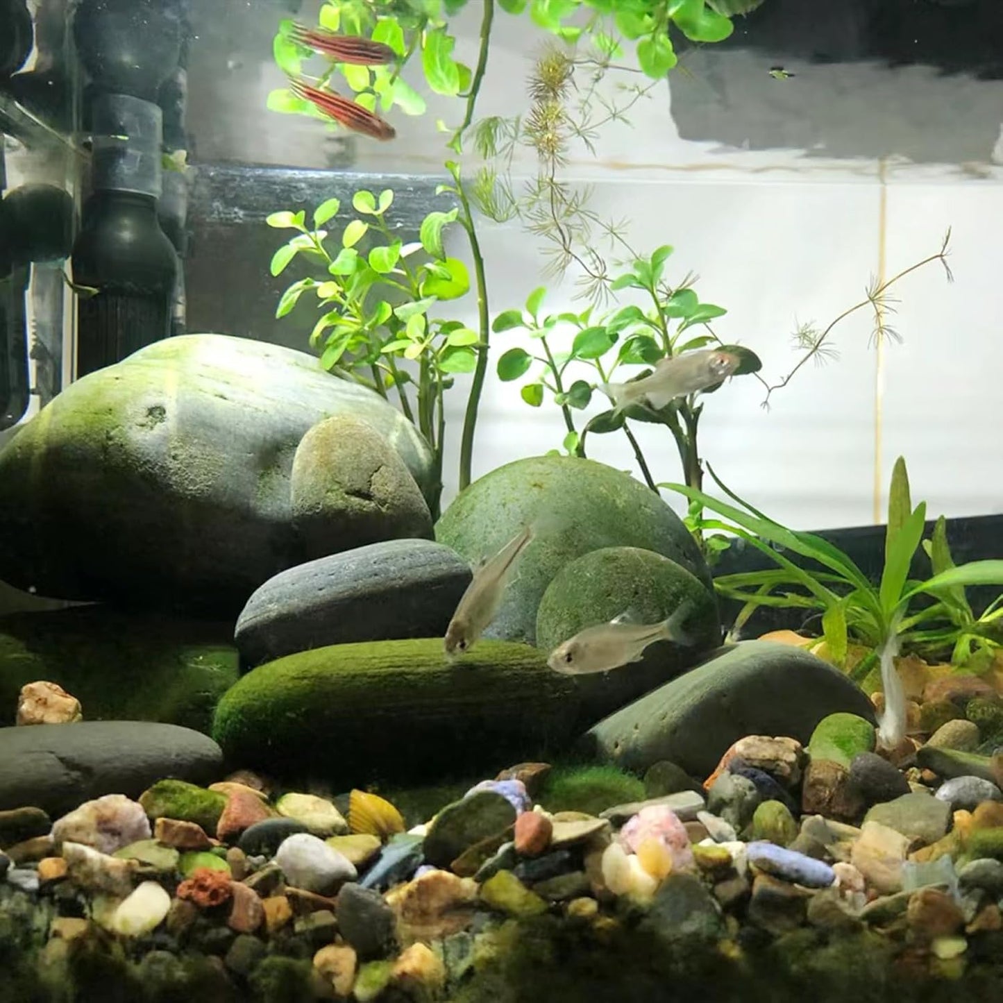 Natural River Rocks, 2-3 Inch River Rocks for Landscaping, Mixed Colors Pebbles for Plants, Flower Beds, Indoor Fountains, Gardens, Paths, Backyards, Fish Tanks(20lbs Bulk)