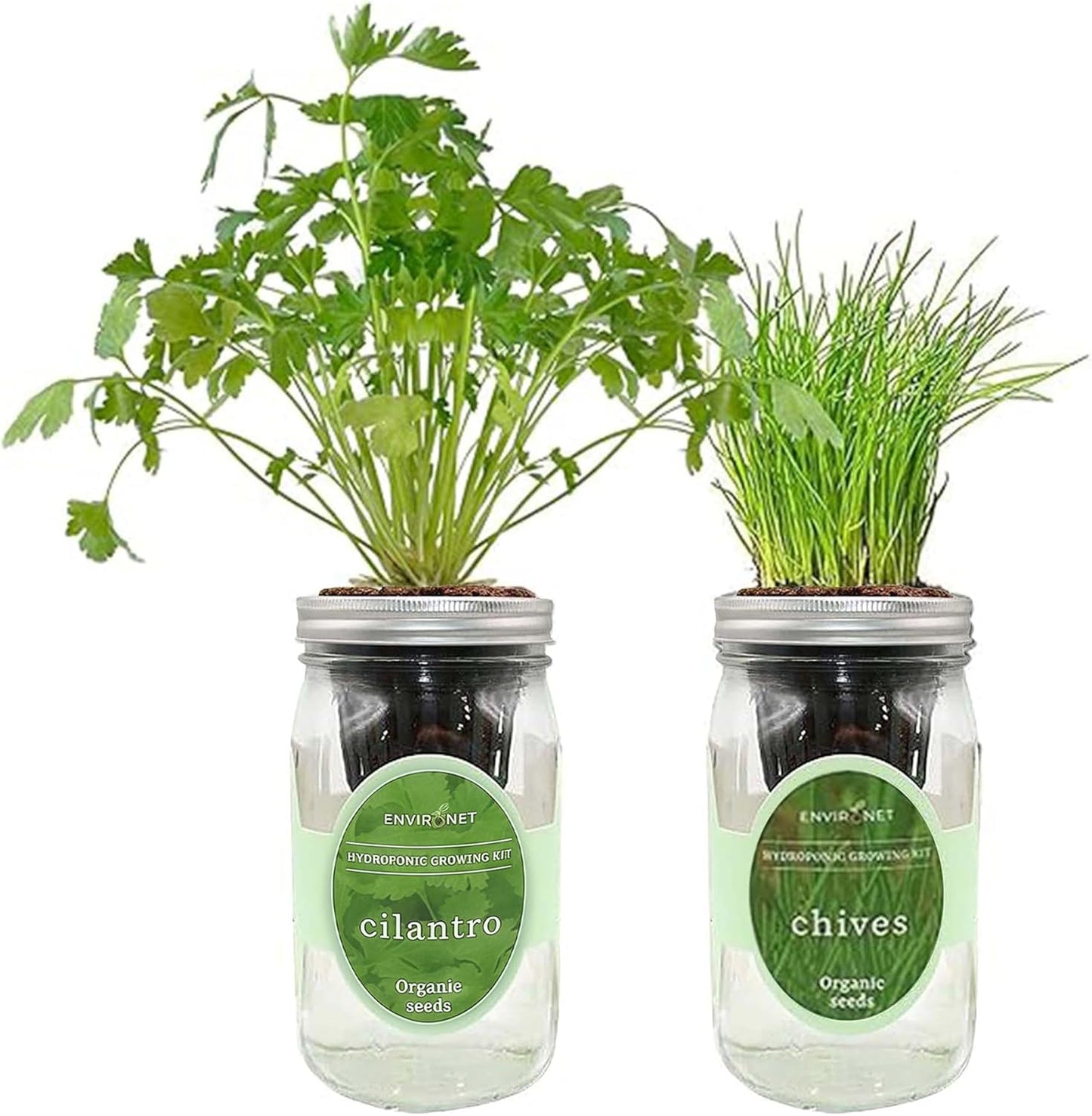 2-Pack Hydroponic Mason Jar Herb Garden Kit, Indoor Herb Garden Self-Watering Starter Kit (Cilantro,Chives)