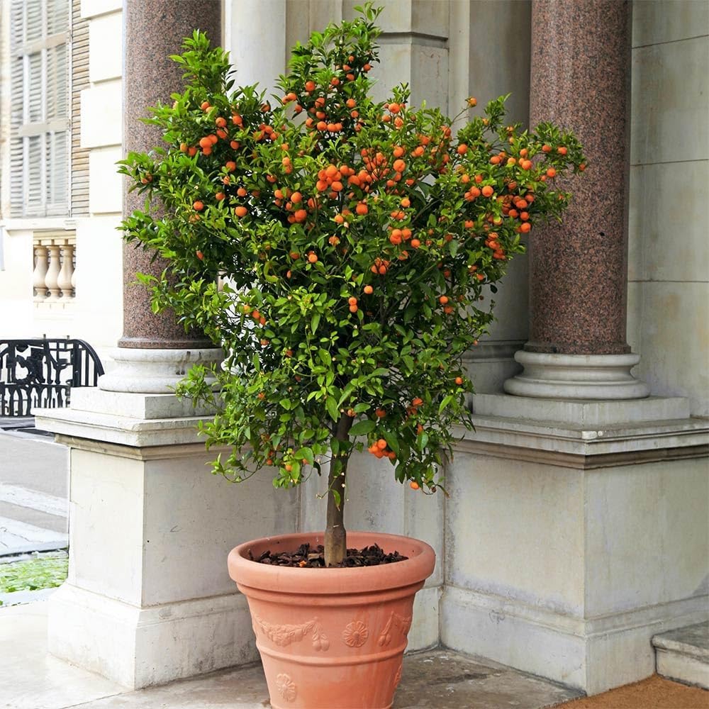 Brighter Blooms - Calamondin Tree, 1-2 Feet - Live Plant - No Shipping to AL, AZ, FL, GA, LA, OR, TX
