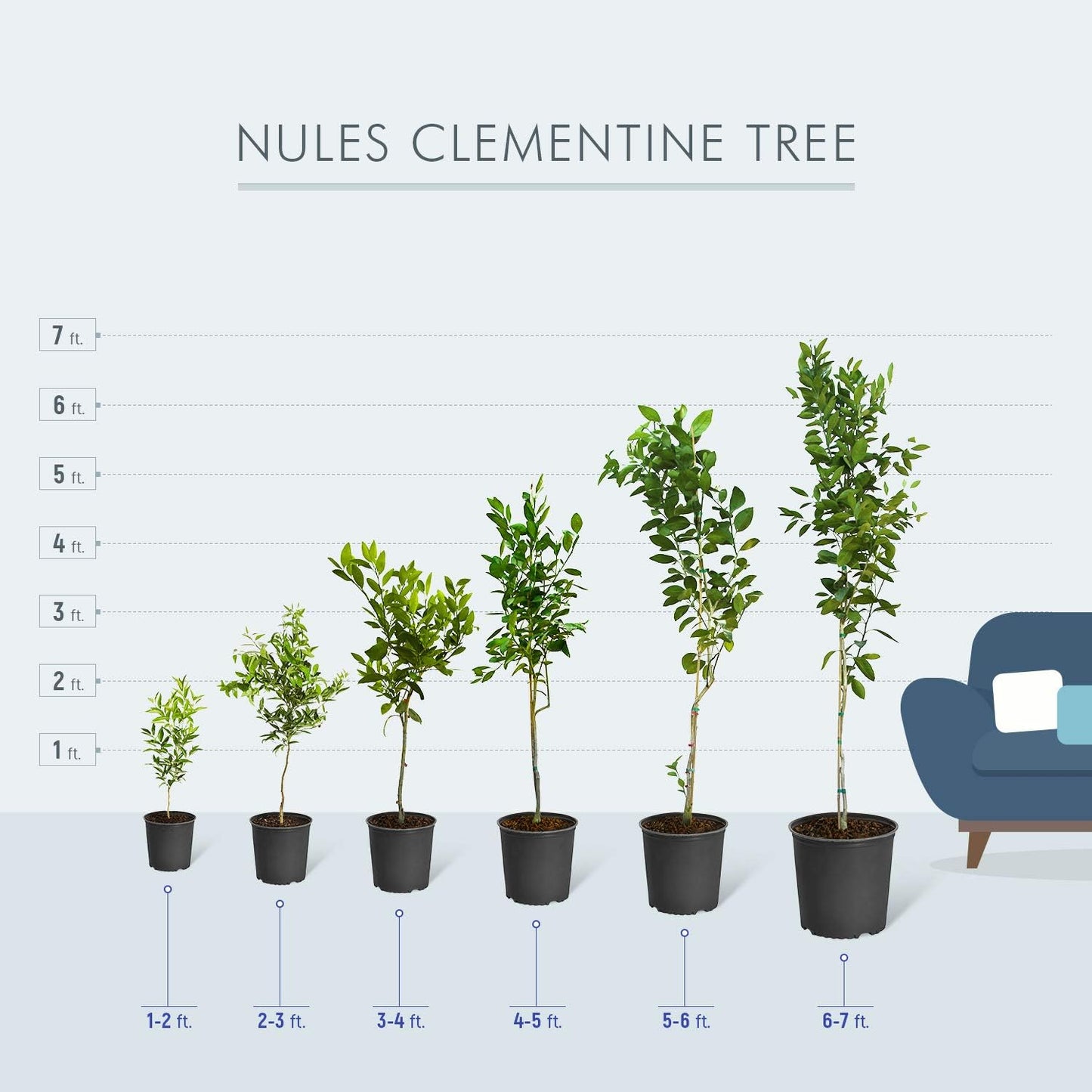 Brighter Blooms - Nules Clementine Tree, 4-5 Feet - Live Fruit Plant - No Shipping To AL, AZ, CA, FL, GA, LA, OR, TX, MS