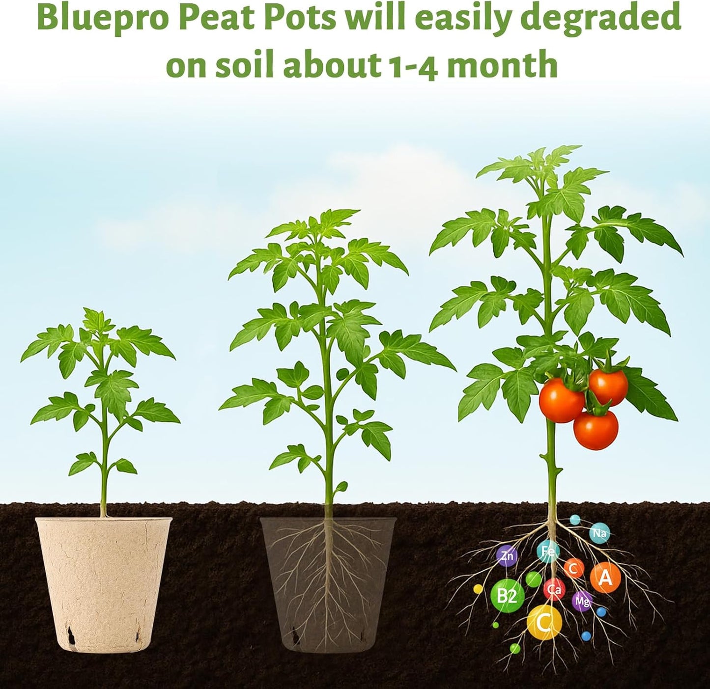 120 Packs 3.15 Inch + 4 Inch Peat Pots, Biodegradable Pots for Seedlings with Drainage Holes, Herb Seed Starter