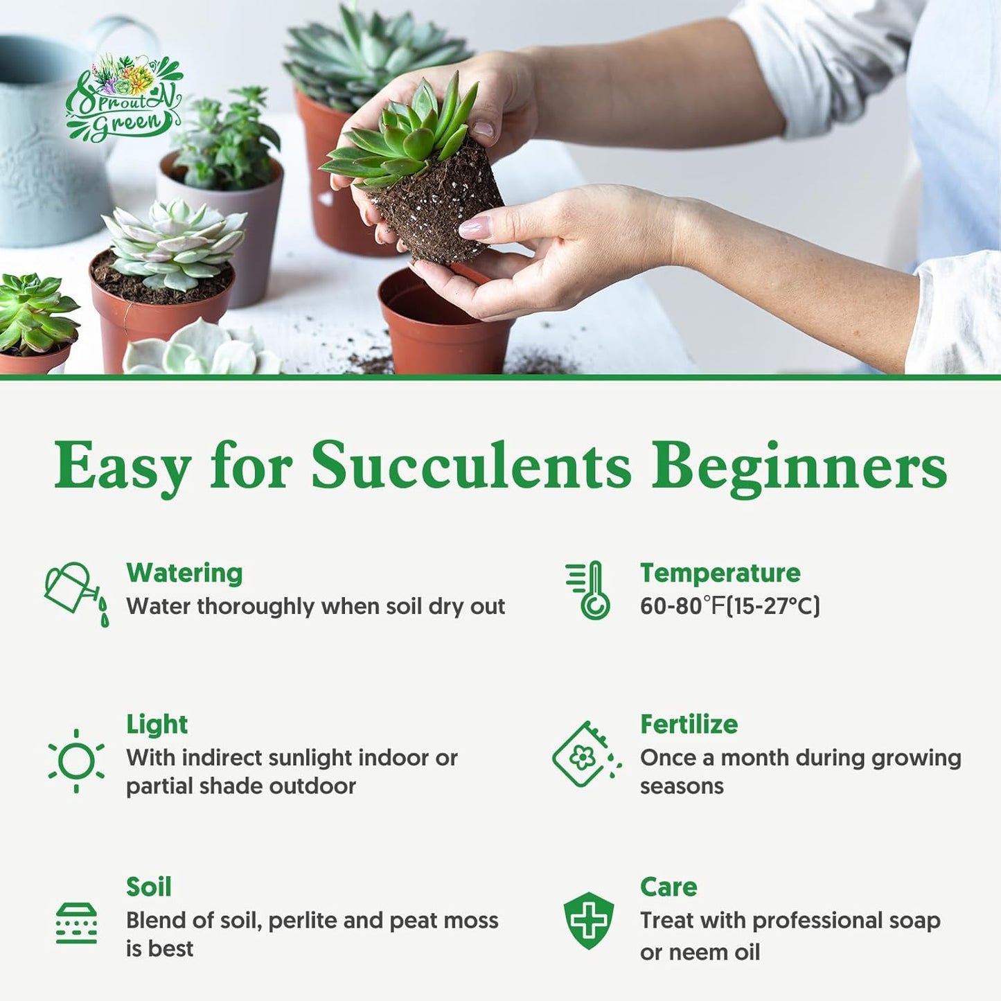 Sprout N Green Echeveria 'ICY Laui' Sugar Heart, Rare Live Succulent Plant Fully Rooted in 2" Planter with Soil, Home Office Indoor Outdoor Wedding Decoration DIY Projects Party Favor