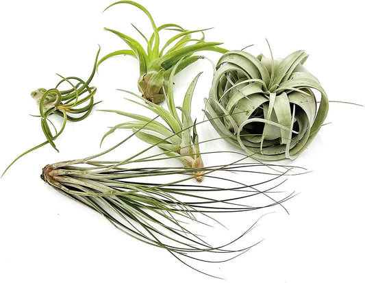 Air Plants - Hod Gift Box - 5ct - Live Arrival Guaranteed - House Plants for Home Decor & Gift