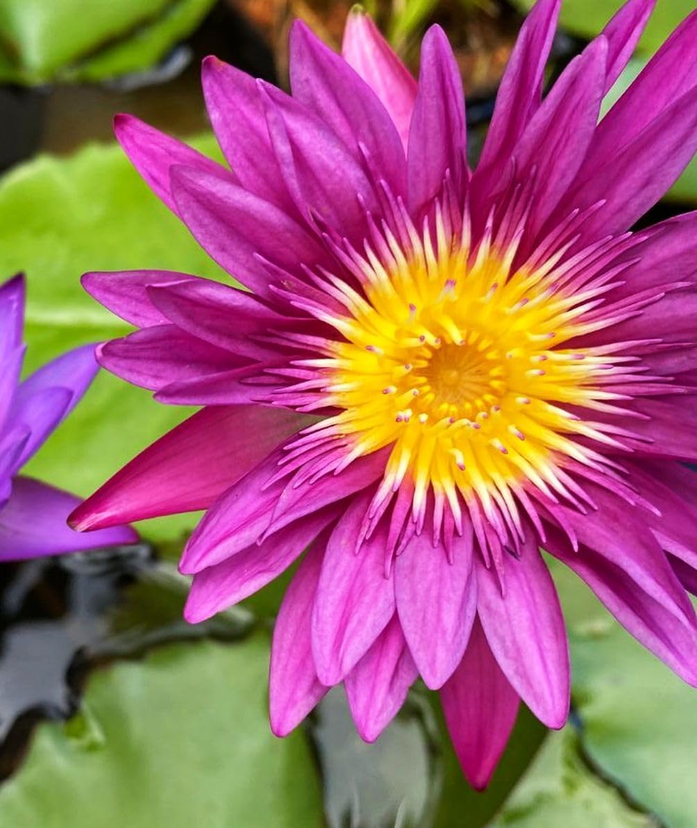 Big Pack Planting Water Features Bonsai Lotus Flower Seeds Indoor Outdoor 160pcs Bowl Lotus Seeds Mixed Lotus Seeds for Garden Pond Grow Easily Low Maintenance