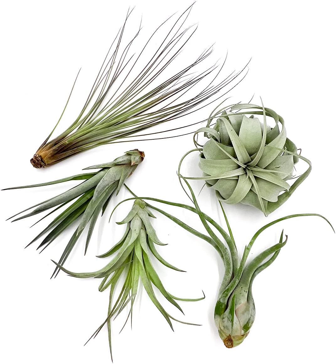 Air Plants - Odin Gift Box - 5ct - Live Arrival Guaranteed - House Plants for Home Decor & Gift