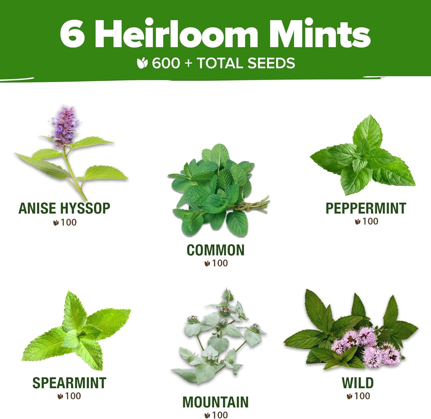 6 Mint Varieties – 600+ Heirloom Herb Seeds 𝗡𝗢𝗡-𝗚𝗠𝗢 𝗨𝗦𝗔 Peppermint, Spearmint, Mountain, Wild, Anise Hyssop, Common Mint | Indoor Outdoor Garden, Pots, Tea, Medicinal Use