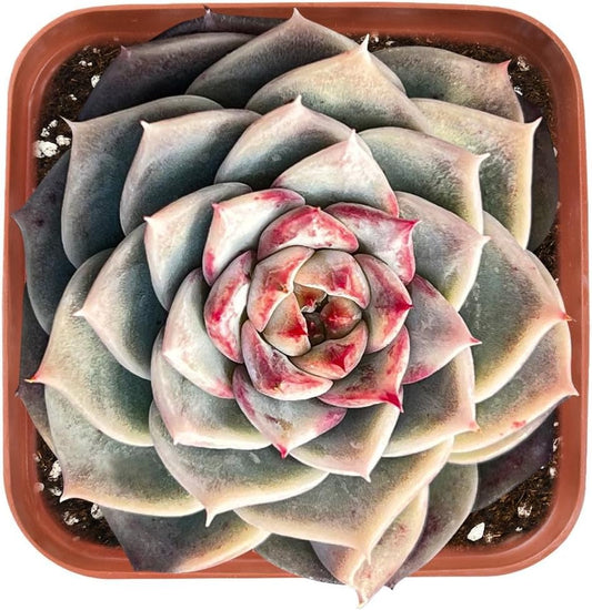 Live Succulent Echeveria 'Red Velutinous' Sugar Heart, Approx 2-inch Large, Potted Succulents, Fully Rooted, Easy Care House Plants