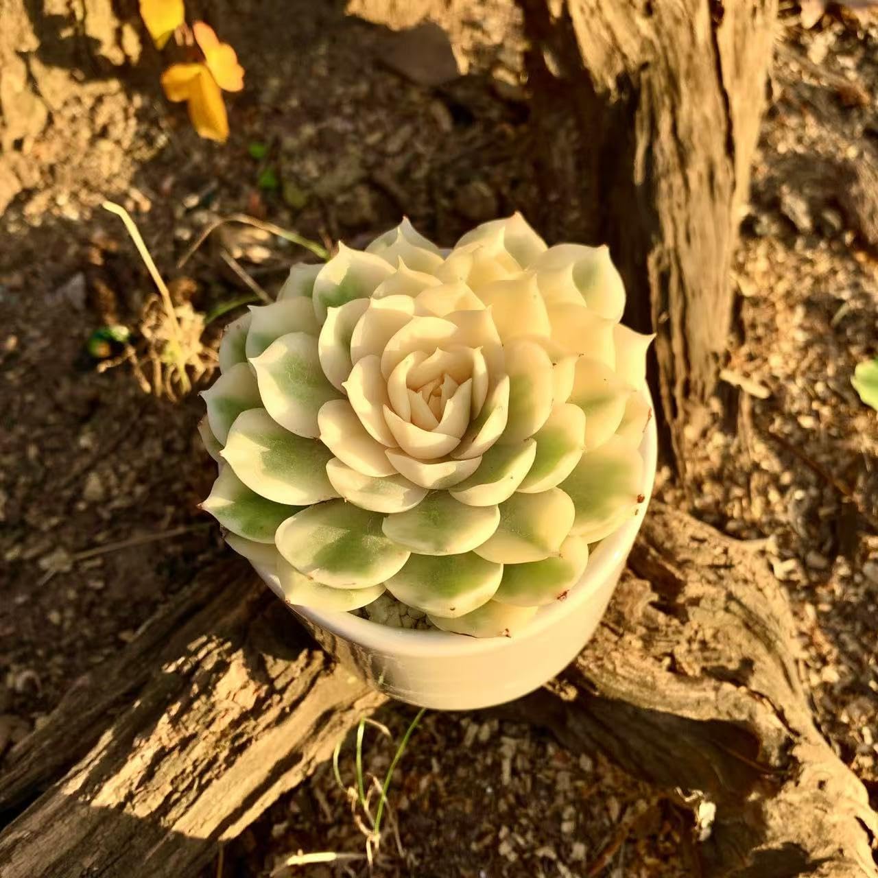 FWPP Live Succulents Plants,Echeveria Onslow Variegated 3.2 inches Mini Indoor Plants,Bare Root Without Pot Soil Live Plant,Succulents Plants Live for Gift Party Wedding Garden Baby Shower DIY Decor