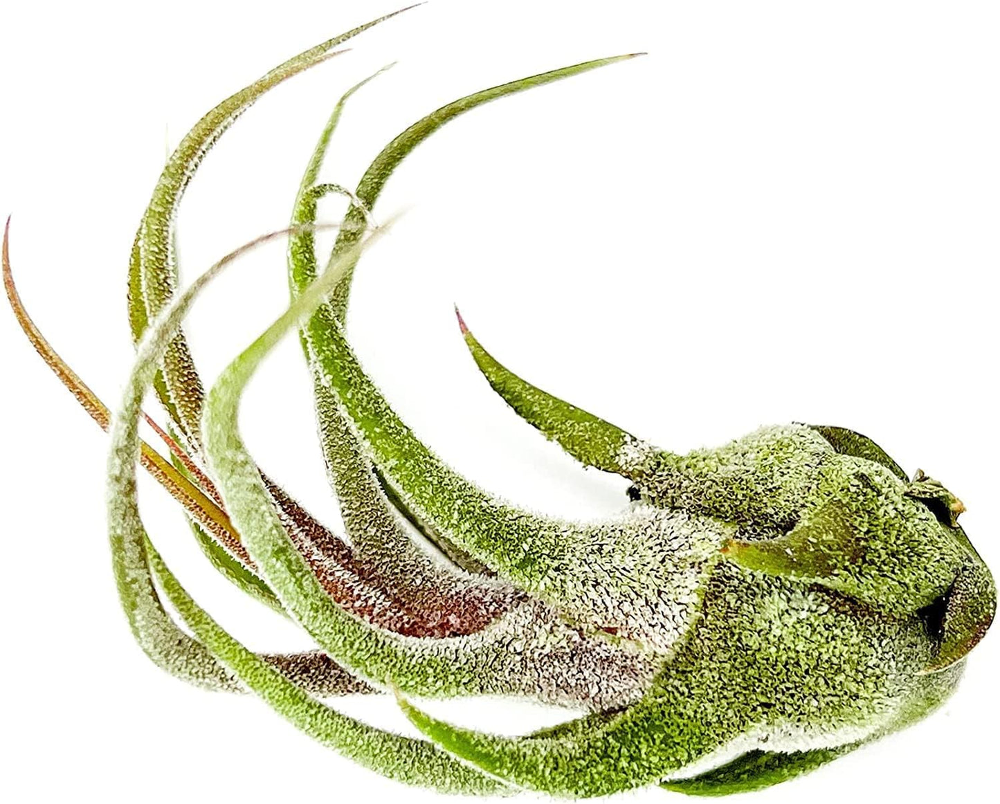 Air Plants - Tillandsia Pruinosa, Large 3-5" - 5ct - Live Arrival Guaranteed - House Plants for Home Decor & Gift