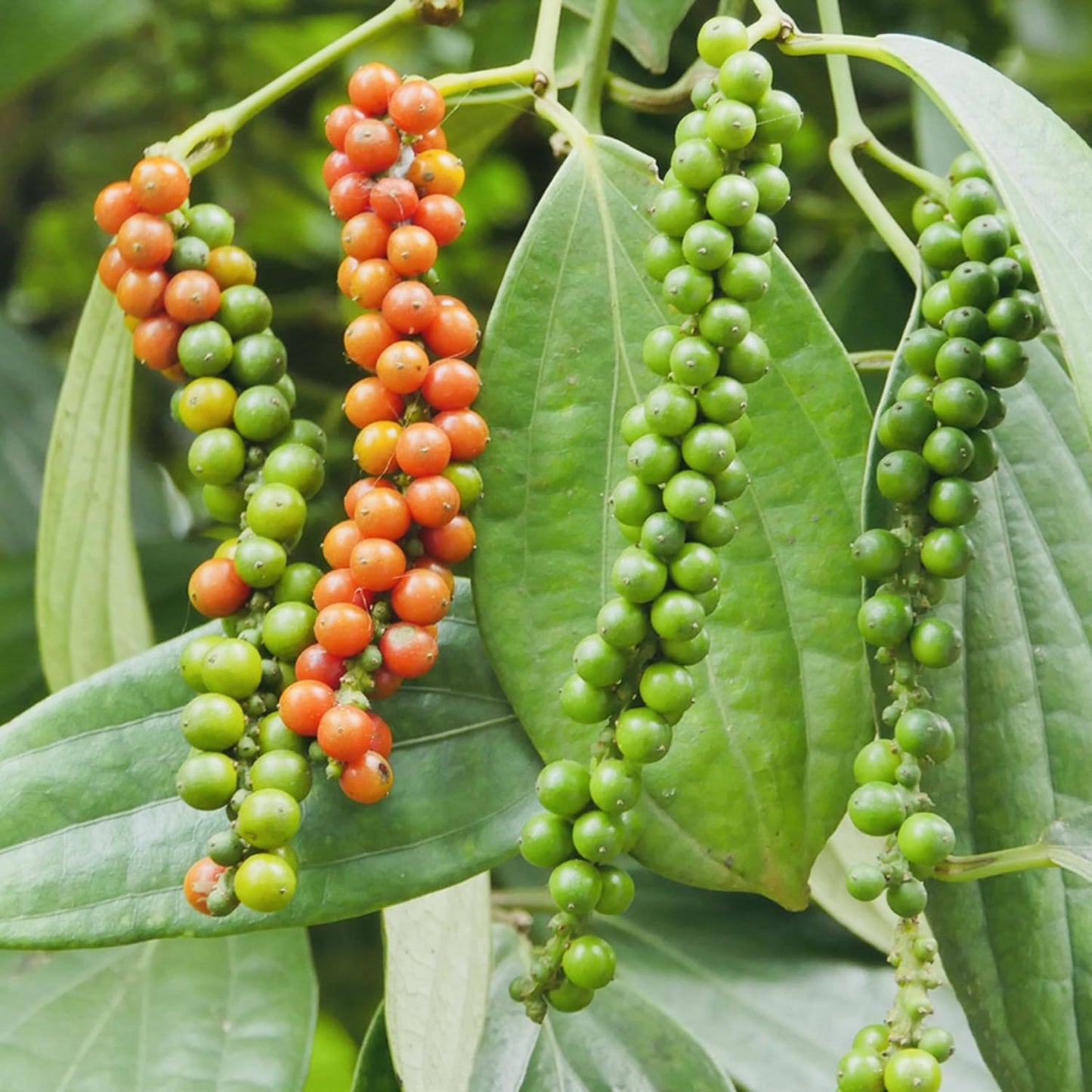 Black Pepper Plants, Piper Nigrum Plants Live, 5 to 8 Inches Tall