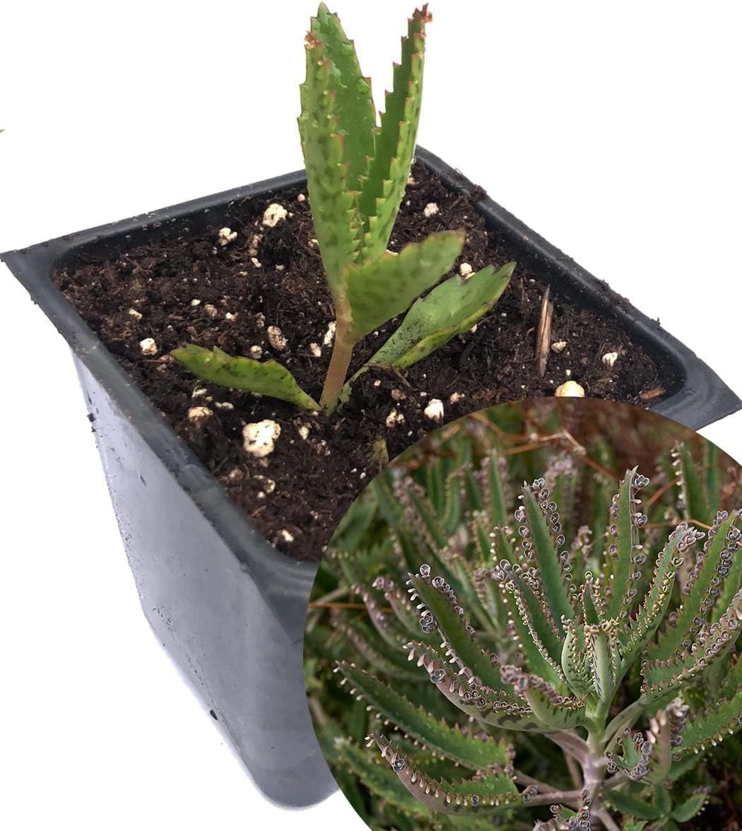 Smoke Camp Crafts Organic Mother of Thousands Plant (Kalanchoe daigremontiana) 2.5 inch Pot - Organic Easy-to-Grow Succulent House Plant for Home or Office Decor