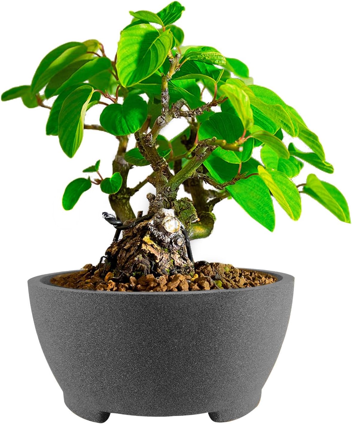 Round Unglazed Bonsai Pots with Drainage Holes 7” Breathable Planter Sand-Textured Short Legs Large Bonsai Tree Pots Ceramic for Indoor Plants Succulent