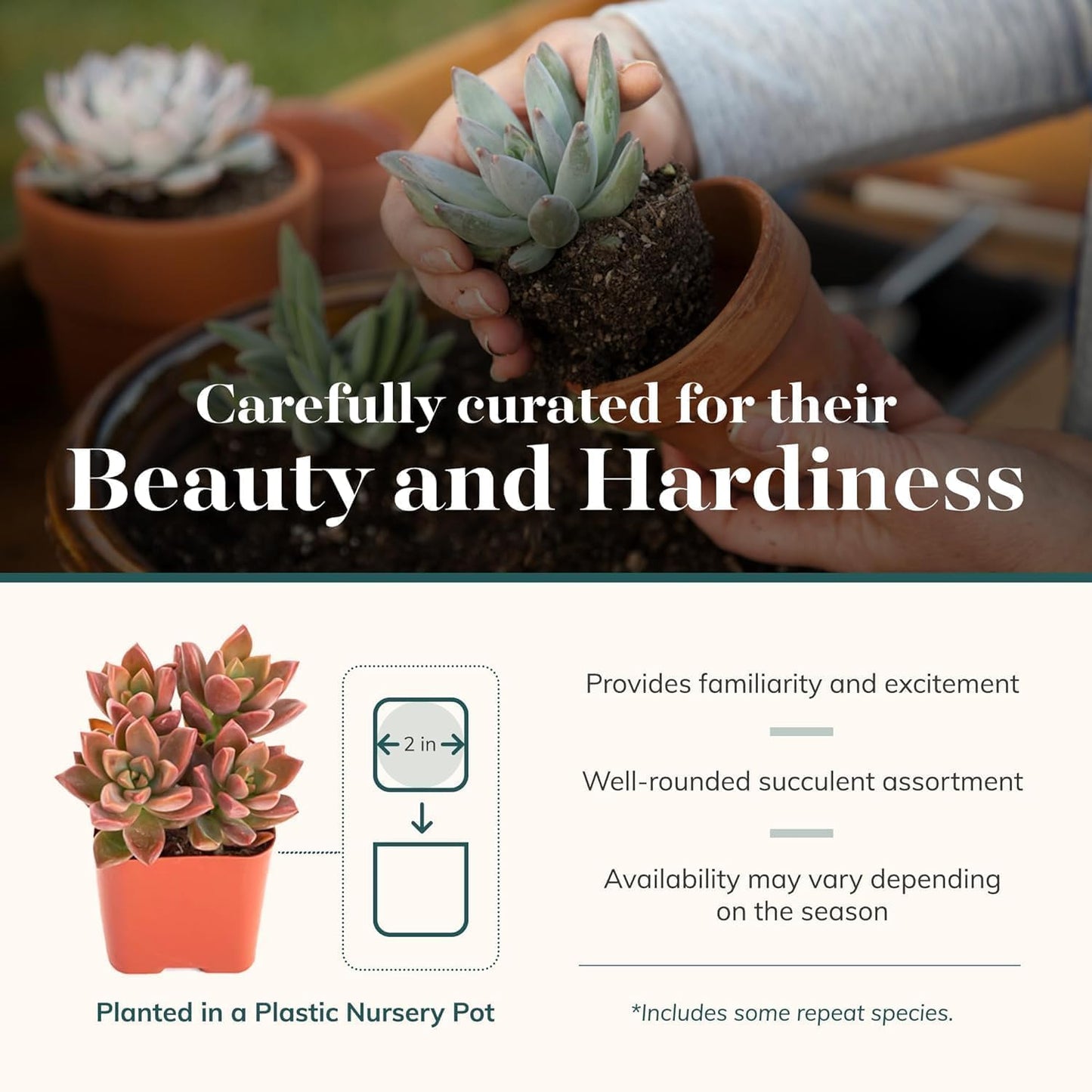 Shop Succulents Assorted Succulent Plant Pack Collection - Live Mini Succulent Plants, Low Maintenance, Mixture of Colors & Textures - Wedding and Party Favors, Gift & Garden, Pack of 32