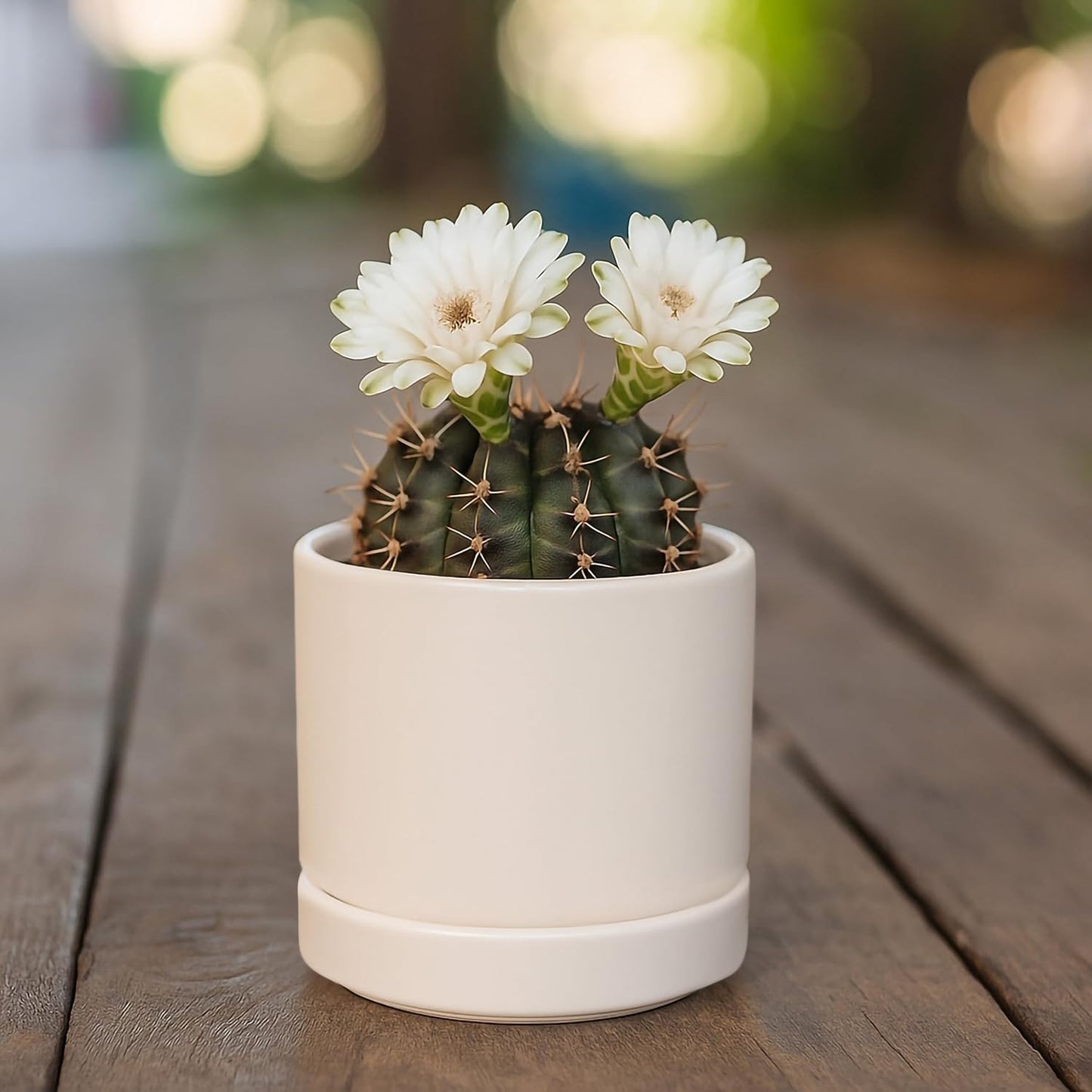 D'vine Dev Set of 4 Small Ceramic Plant Pots, 3.5 Inch Succulent Planter Pot for Plants with Drainage Hole and Saucer, Oatmeal, 94-X-A-8