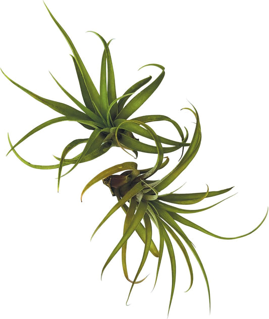 Air Plants - Tillandsia Capitata (Peach), Large 5-7” - 2 ct - Live Arrival Guaranteed - House Plants for Home Decor & Gift