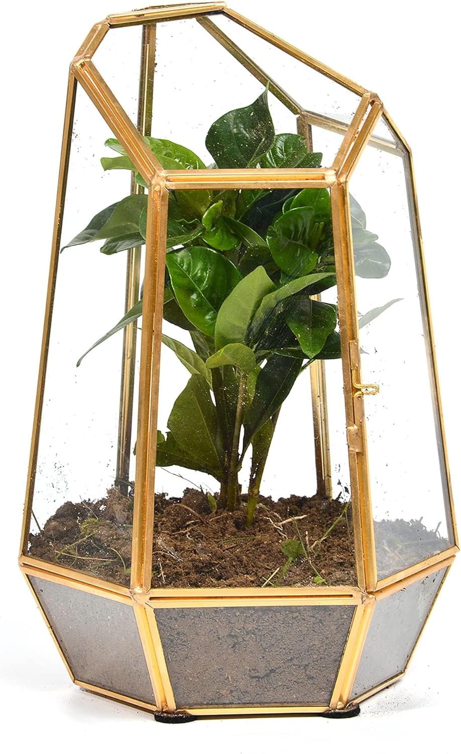 Golden Geometric Glass Terrarium with Door - 9.8" Tall Irregular Clear Planter for Succulents,Ferns,Moss,Cacti | Indoor Fairy Garden,Tabletop Display,Wedding Home Decoration (Plants Not Included)