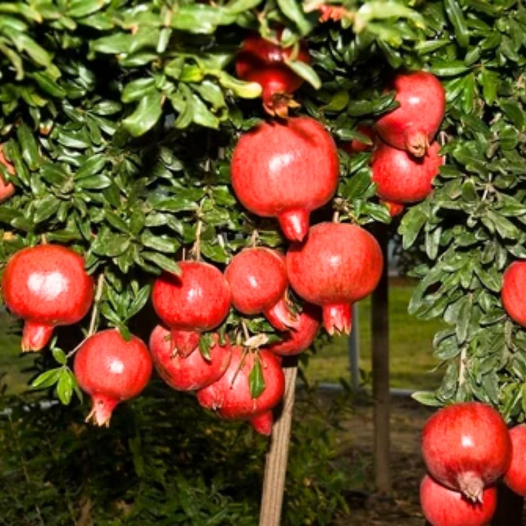 Pack 2 Wonderful Pomegranate Tree, Hardy Red Pomegranate Bush - for Gardens and Pots- Full Roots and Easy to Plant, Size 5 to 10 Inch Tall