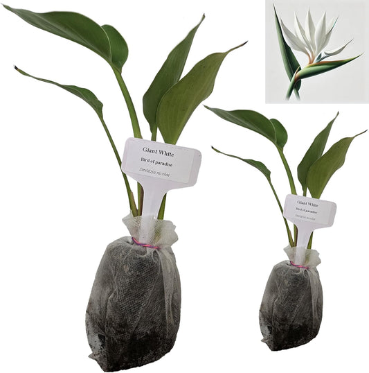 Bird of Paradise - White - Strelitzia Nicholai. (2 White BoP in Sac)