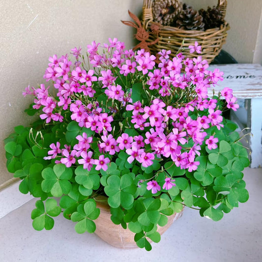 24 Pack Iron Cross Shamrock Plant Bulbs, Live Oxalis Bulbs for Indoor Outdoor Gardens, Year-Round Perennial Lucky Shamrock Plants Live in Pots Home Decor