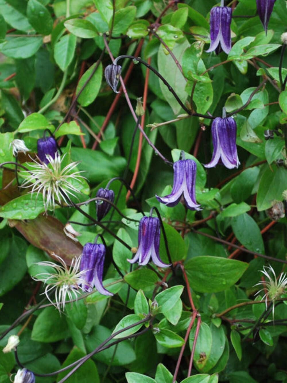 Perennial Farm Clematis 'Rooguchi' Hybrid – Live Flowering Vine in 4 Quart Container, Bell-Shaped Indigo-Purple Blooms, Non-Clinging Climber, Long Blooming, Ideal for Trellises, Arches & Containers