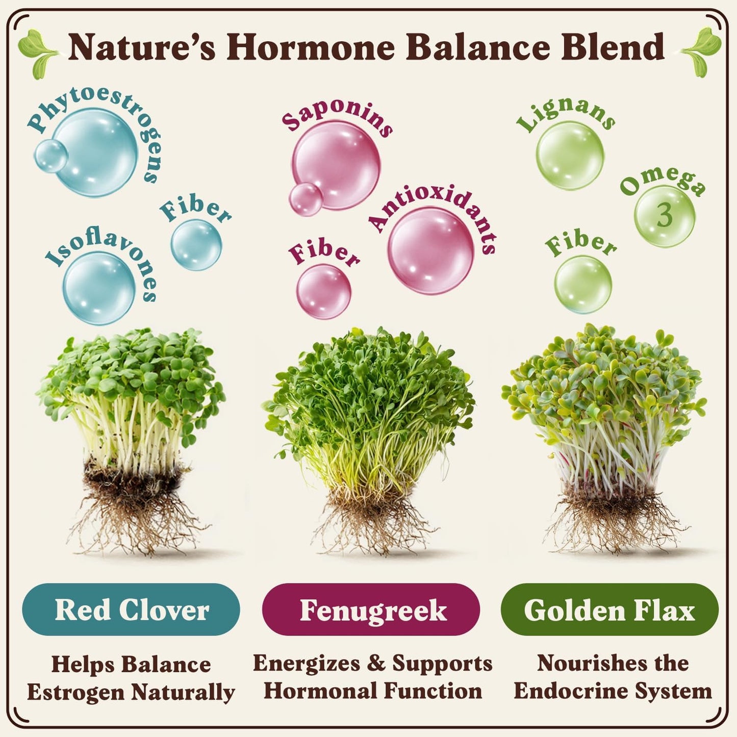 Seedboy Organic Sprouting Seeds - Hormone Balance Blend - Non-GMO USA Grown Microgreens Mix - Golden Flax, Red Clover, Fenugreek - Makes 8 Quarts of Sprouts, 24 Servings (8oz) (Hormone Balance Blend)