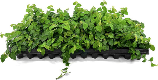 Creeping Fig Vine | 10 Live Plants | Ficus Pumila | Fast-Growing Ground Cover | Evergreen Climbing Vine for Walls & Trellises