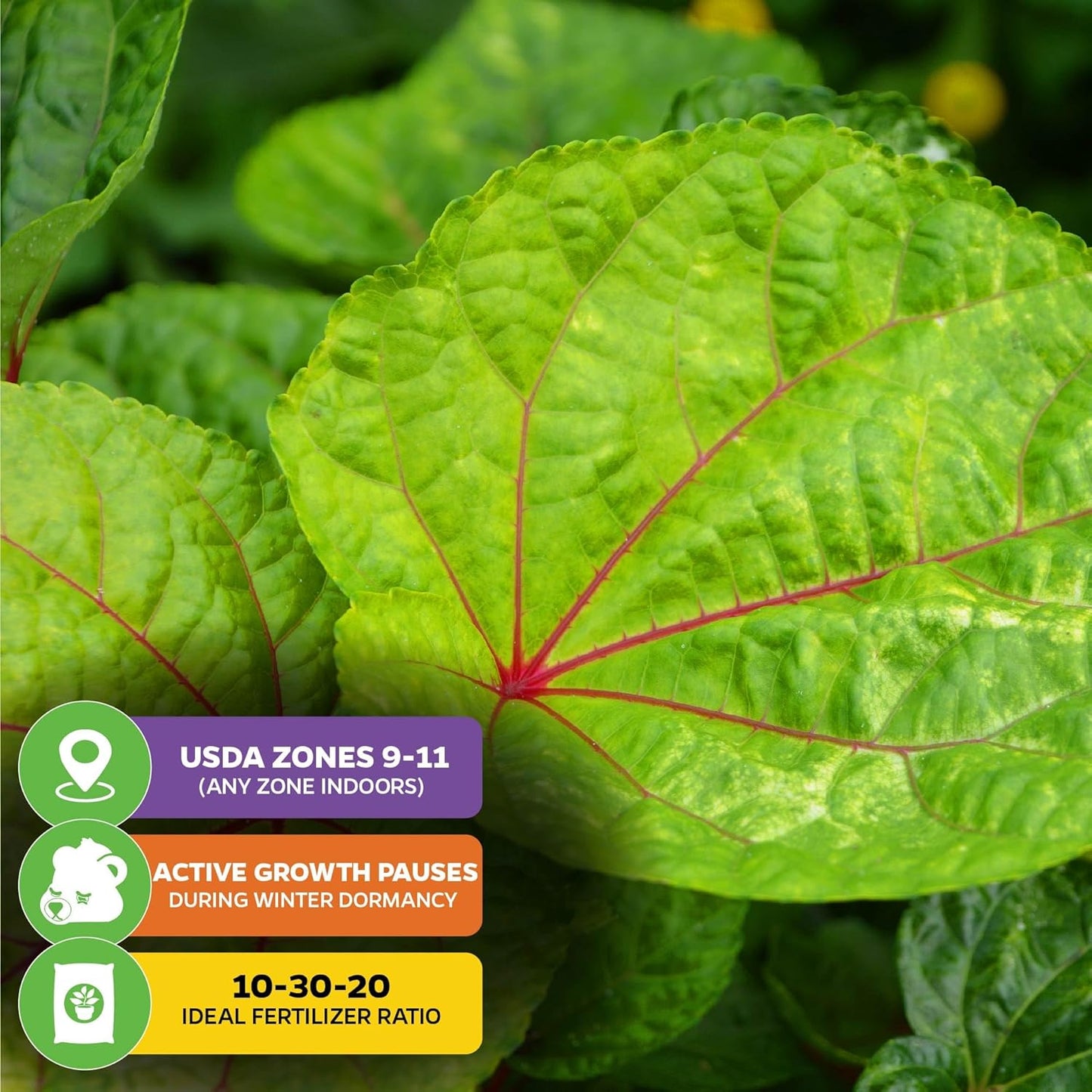 Kiko's Crump South Sea Salad Tree (BeLe Tree) Live Plant - Abelmoschus manihot - Wellspring Gardens Salad Tree Starter Plant - Live Vegetable Plant - Easy to Grow - Ideal for Outdoor & Indoor Planting