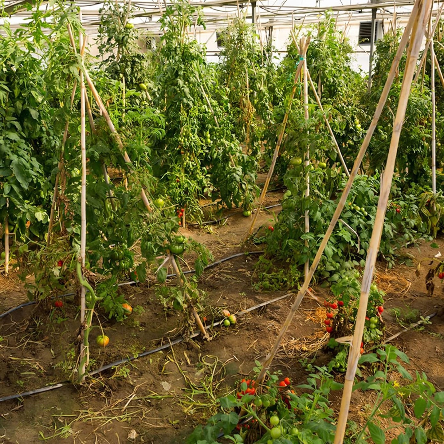 Plant Stakes, 4.8 FT Natural Bamboo Garden Stakes, 20Pcs Plant Stakes,Bamboo Sticks for Tomato,Beans,Vegetable and Climbing Plants