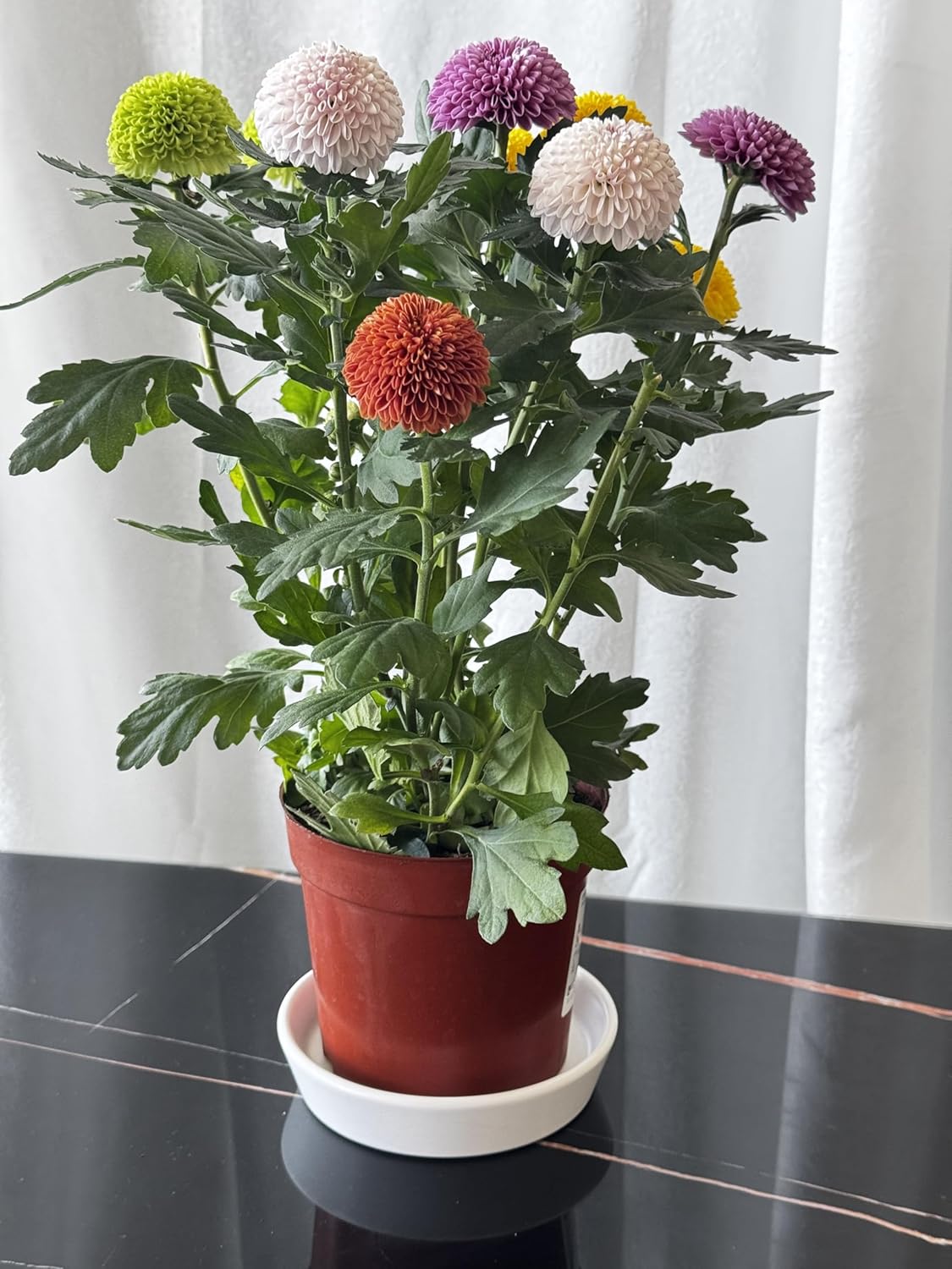 4 Pack of Plant Saucer, 5 inch Glazed Ceramic Plant Tray, Deep Drainage Tray for 4 Inch Flower Pot,Plant Dish Plate to Catch Water for Indoor & Outdoor