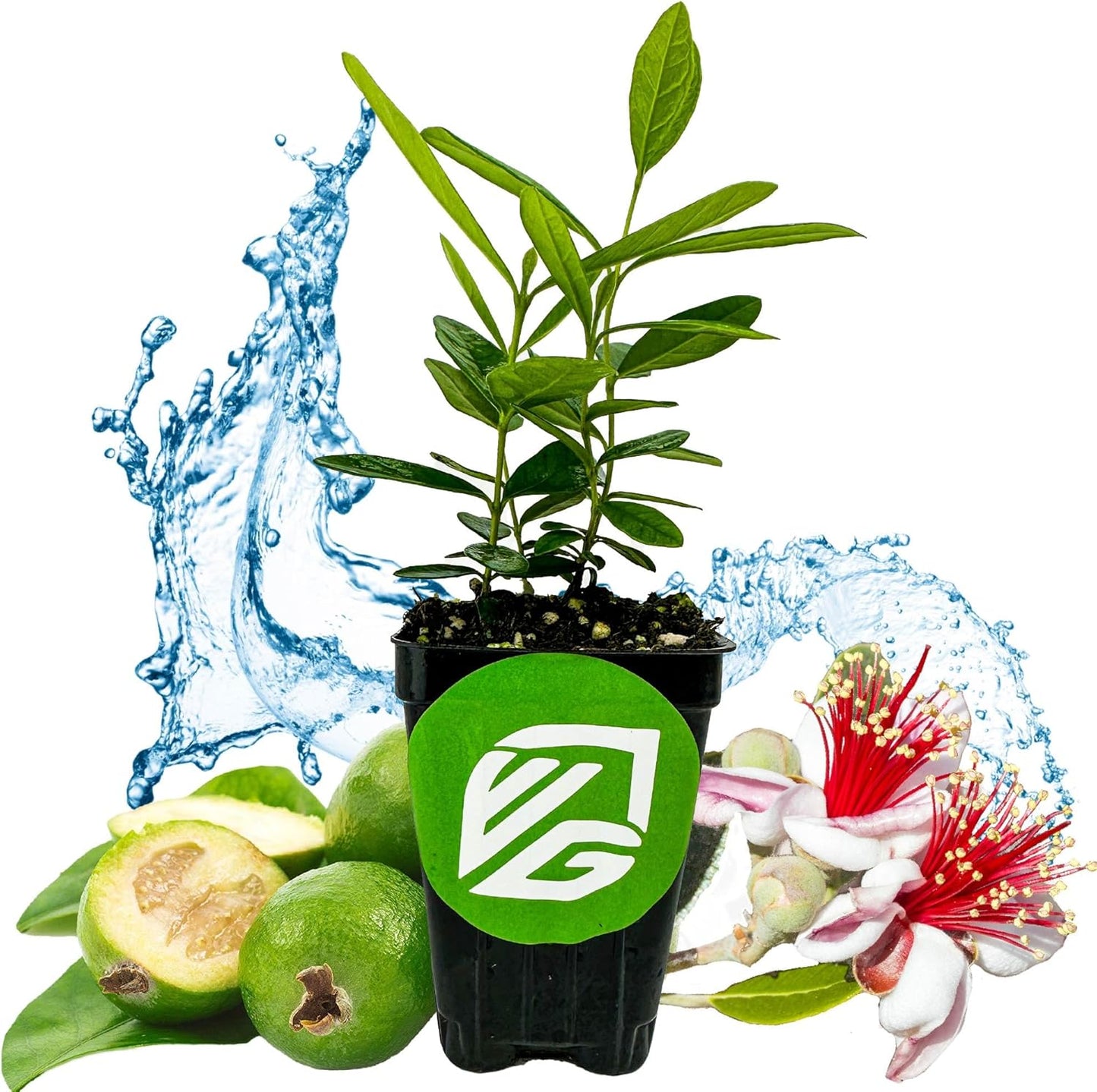 Pineapple Guava (Feijoa) Live Plant - ACCA sellowiana by Wellspring Gardens - Tropical Pineapple Guava Fresh Fruit Bearing Trees - Organic Starter Live Plants for Gardening and Planting Outdoor