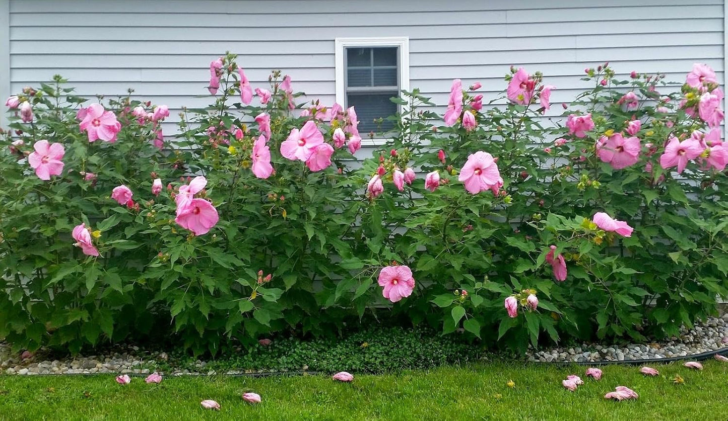Pink Hibiscus. rosa-sinensis. Live Plant - Tropical Blooming Hibiscus, Pretty Flowers, Used in Tea and Juice (4 Pink Hibiscus sacs)