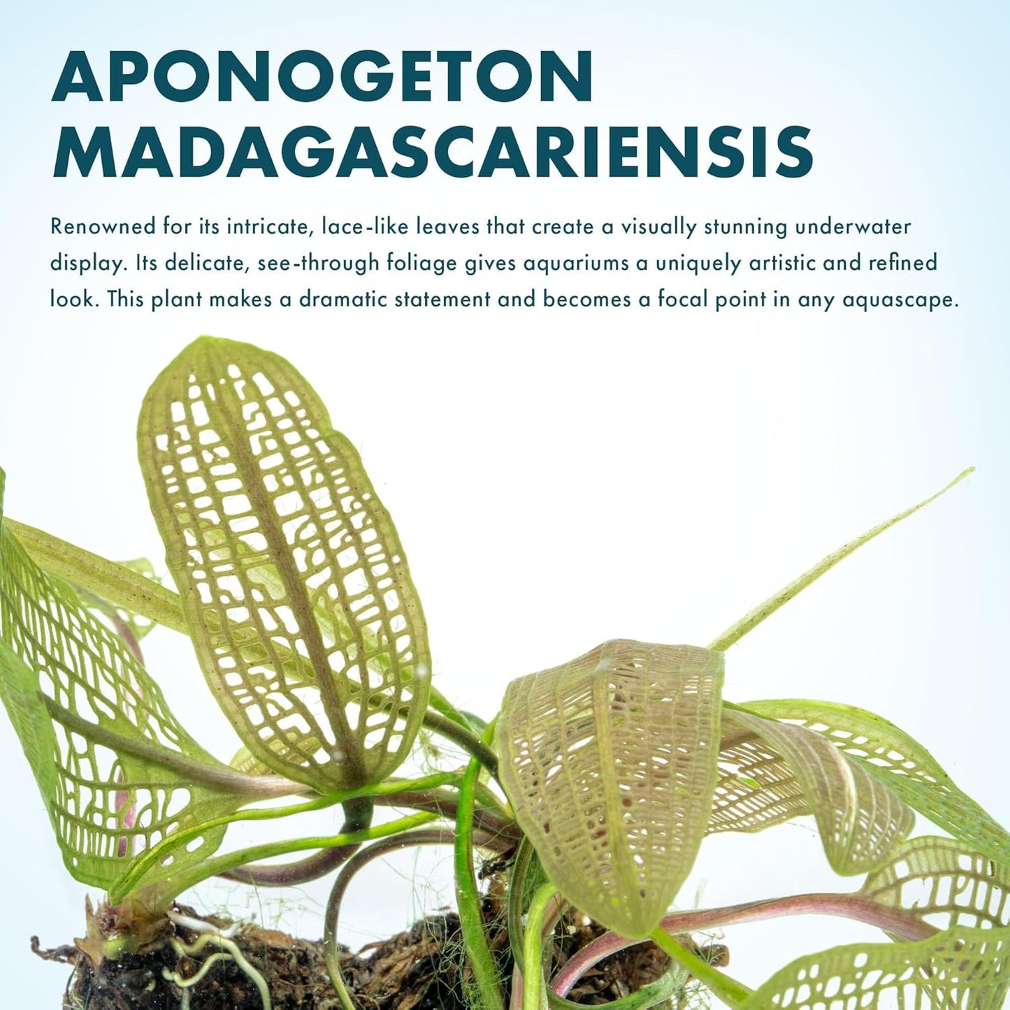 Live Plants – Madagascar Lace Plant (Aponogeton madagascariensis) – Medium to High Light, Light to Dark Green Color, Midground to Background, Lace Leaf - Bulb/Bunch, 1 Pack