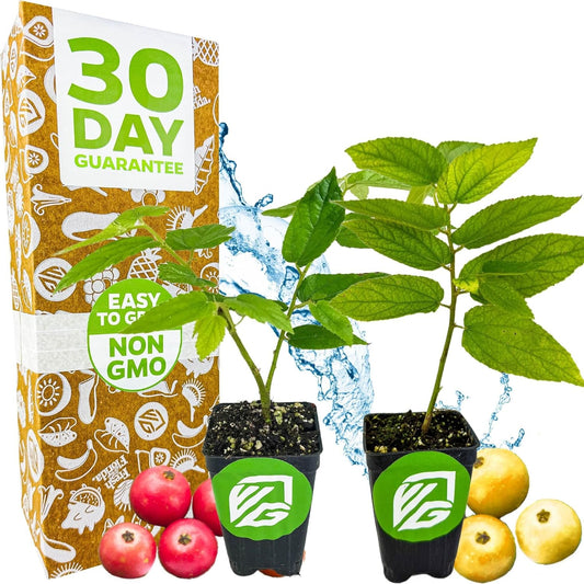 Red (Strawberry Tree) & Yellow Jamaican Cherry Trees - Muntingia Calabura by Wellspring Gardens Starter Plant - Lush Foliage, Drought-Tolerant, Sweet-Fruited Ornamental Beauty for Your Garden