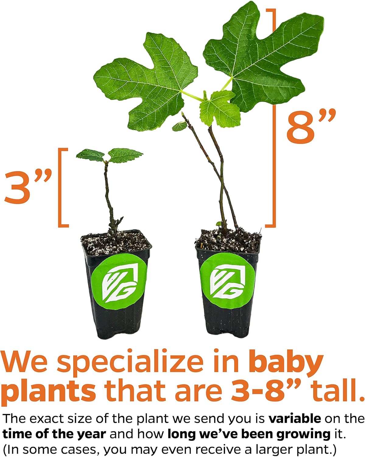 Olympian Fig Tree Live Plant - Ficus carica by Wellspring Gardens - Starter Plant Ideal for Gardens & Containers - Great for Indoor Houseplants, Outdoor Landscaping & Garden Planting