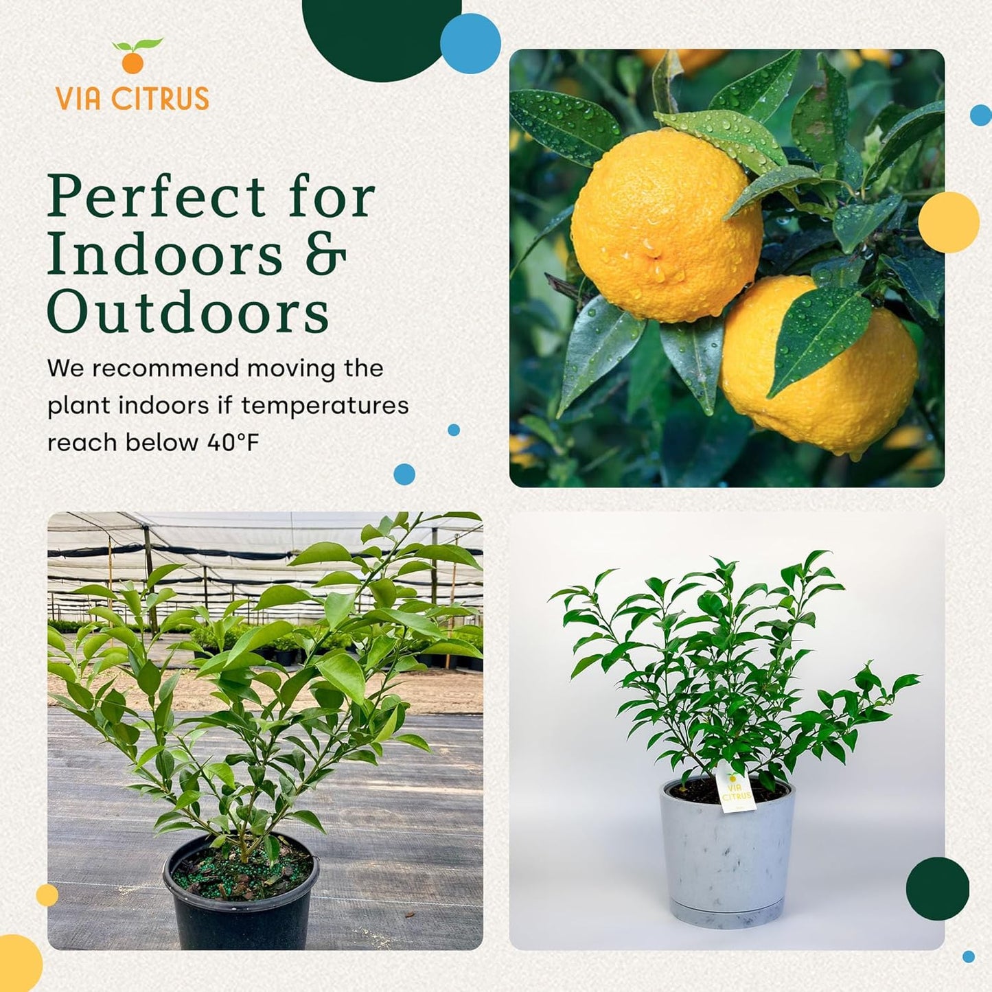 Yuzu Citrus Fruit Trees Live Plants 14-18" Tall - Outdoor Planting & Indoor Fruit Trees Live Plants, No Shipping to CA, AZ,TX,LA - Yuzu Tree Plant, Wild Mandarin Orange Tree Variety by Via Citrus