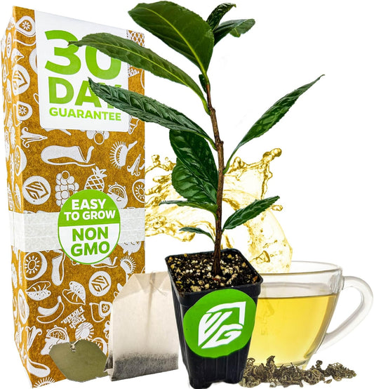 Tea Plant (Green Tea) Live Plant - Camellia sinensis - Wellspring Gardens Starter Plant for Your Indoor or Outdoor Garden
